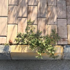 دايم الأول - أحمد الكثيري