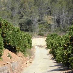 Between Orange Trees (cami de mangai)