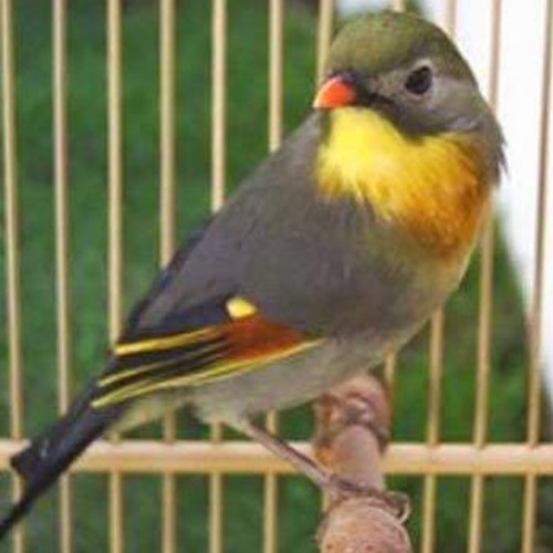 Suara Burung Robin By Cipi Cup On Soundcloud Hear The World S Sounds