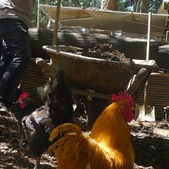 We Can't Stop (Miley Cyrus cover)