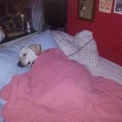 easy living (billie holiday cover)