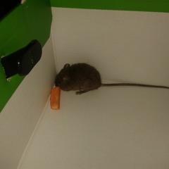 Mr Tesco VS Buckfast (Feat. DJ ReducedSection)