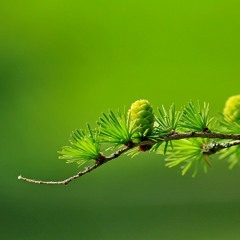 Kevin MacLeod - Wallpaper