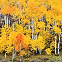 Pando (Trembling Giant)