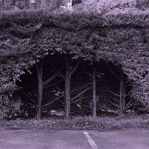 Doline - Secret Seashell