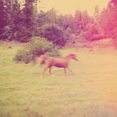 Dreams of Tall Trees (w/Nature Flight)