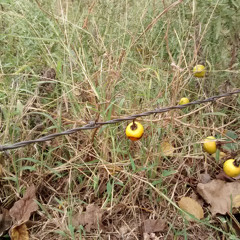 firefly night light - dangerous pair