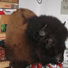 Bison In My Basement