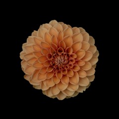 My Heart With You - The Rescues (Cover)