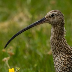 Eur. Curlew STORSPOVE Hamre Vannøya Norway
