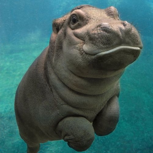Sevdiğim Adam Bir Hipopotam