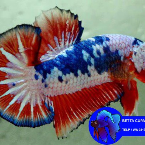 Wa0813 3138 6118 Ikan Cupang Serit Dragon Ikan Cupang Serit Dayak Ikan Cupang Serit Dan Halfmoon By Jual Ikan Distributor