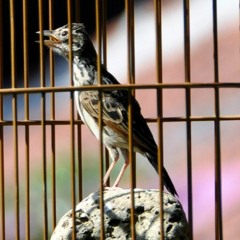 Suara Branjangan
