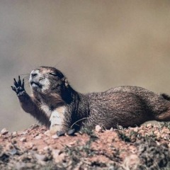 DJ DC - Lion Of Juda