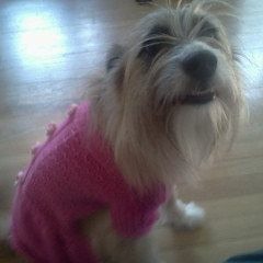 Octopus in the Coconut