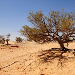Desert Trees