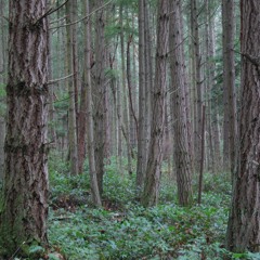 BKMZ - Brooklyn'sForest