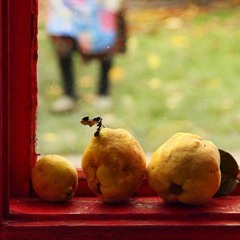 Galbenă Gutuie