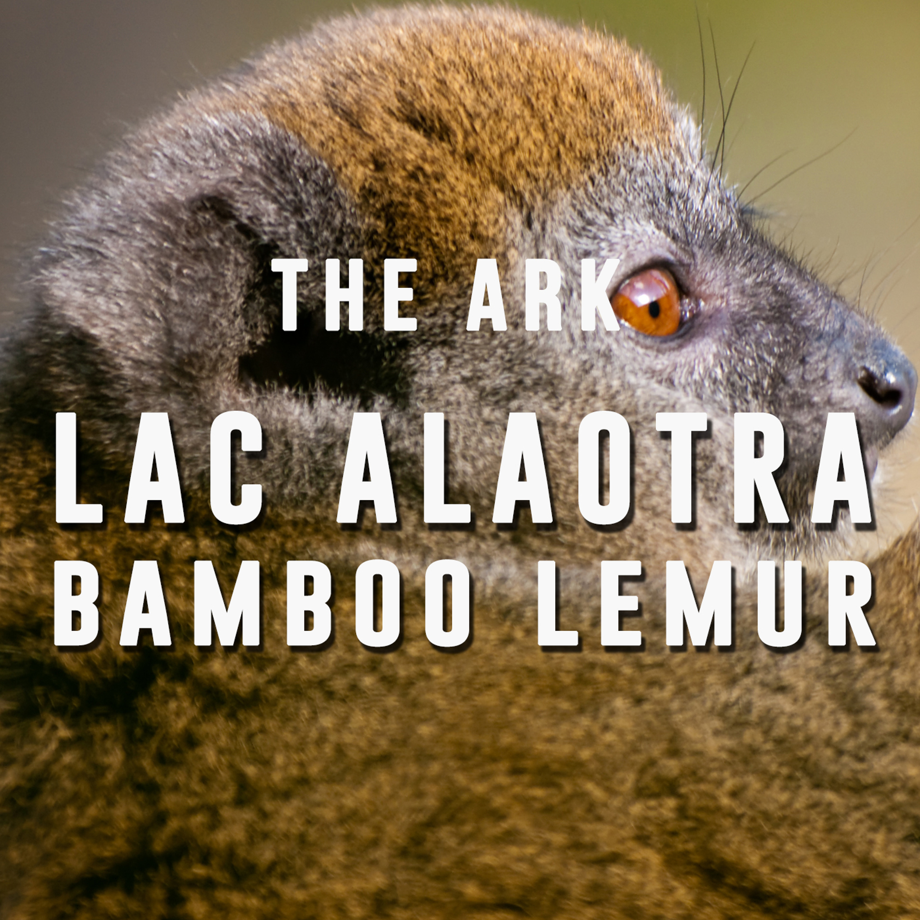 Episode 13 - Lac Alaotra Bamboo Lemur