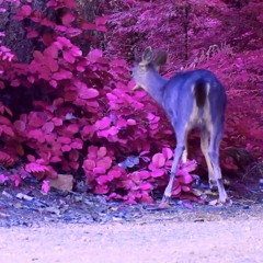 Geyikli Gece - Turgut Uyar & Umut Tugay Temel / Nilipek - Hamur İşleri