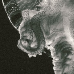 Little Thunder & The Slowly Boiling Blood