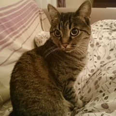 Sen Benim Şarkılarımsın