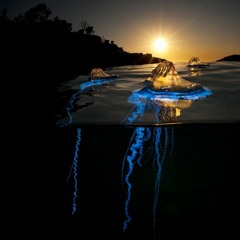 Mystical (Hitech/Psycore)