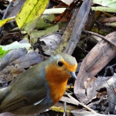 Heaven on earth ~ Words Almine ~ Music and Vocals Avril Yospa Harwood