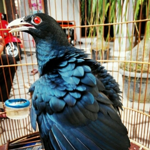 Burung Tuwu By Cipi Cup On Soundcloud Hear The World S Sounds