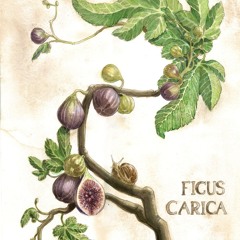 The Fig Tree Song