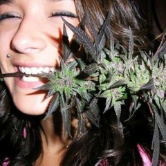 Midnight Energy Freestyle