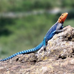 Timo Maas ft. Brian Molko (Placebo) "College 84" Radio Remix