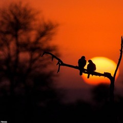 Ted Gärdestad - För Kärlekens Skull (cover)