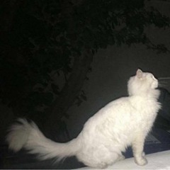 LACK OF LIGHT IS KILLING YOU BABY