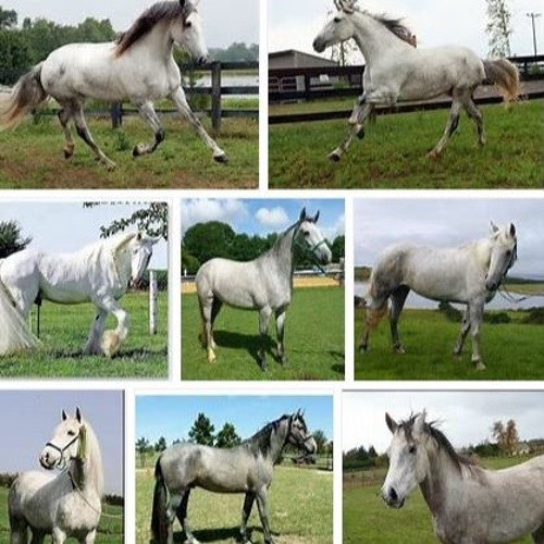 Arabo-Andalusian Nouba