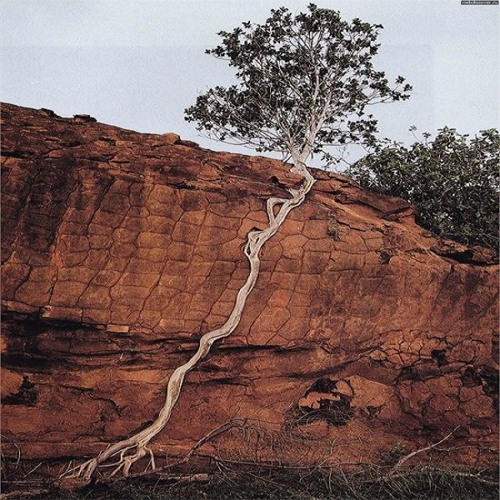Perseverance