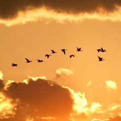 Birds Flying High