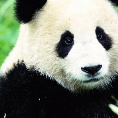 Desiigner - Panda (Brunoso Edit)