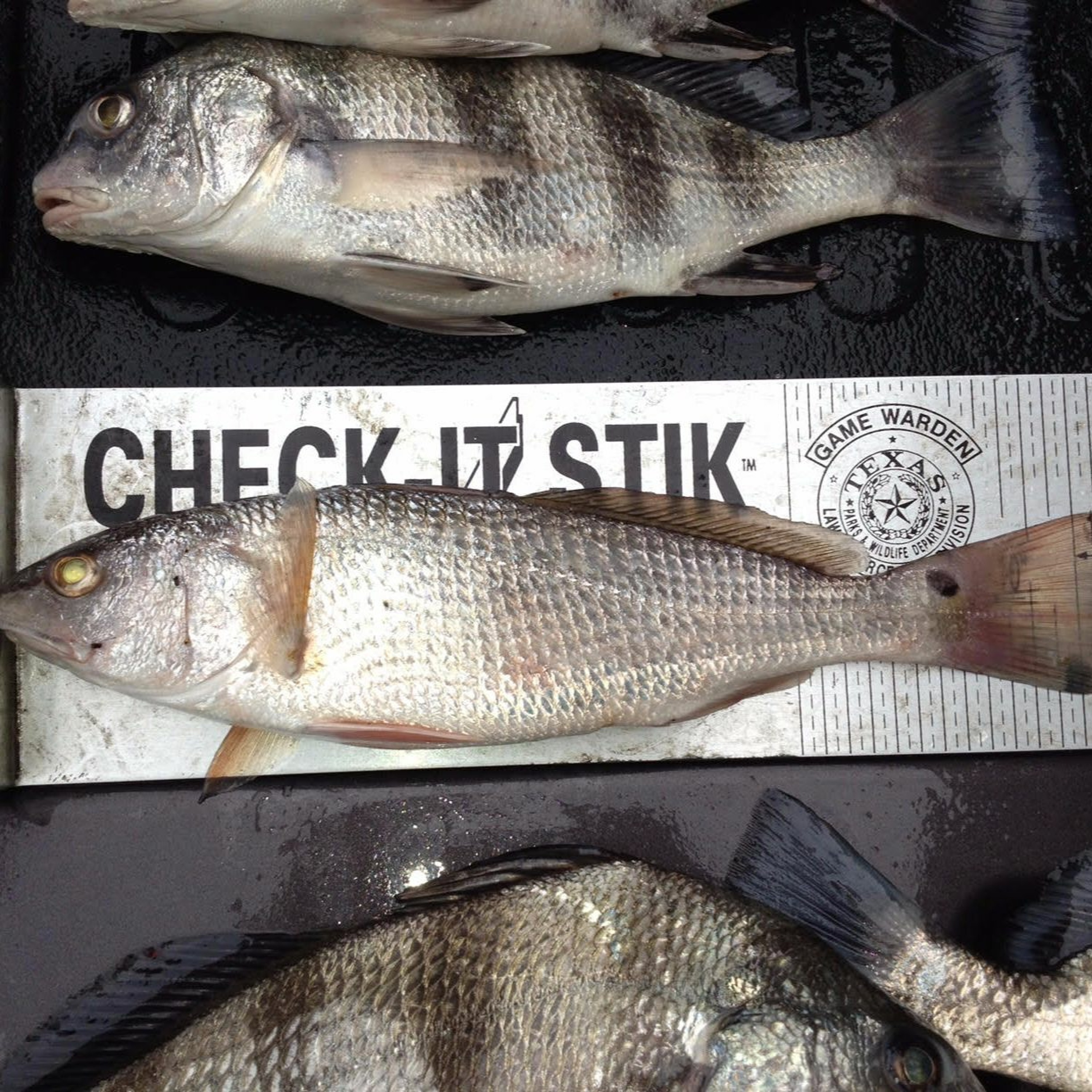 Coastal Advocacy Adventures Podcast