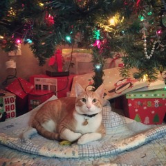 Dear Santa (Bring Me A Man This Christmas)(Weather Girls Cover)