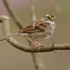 His Eye is on the Sparrow