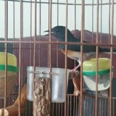 Suara - Murai - Betina - V1