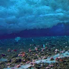 Seabed Lifestylez