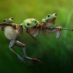 Me - Frog