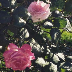 Hentai Garden (Thom Begg Remix)