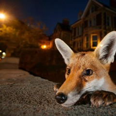 Holmdene Avenue Session