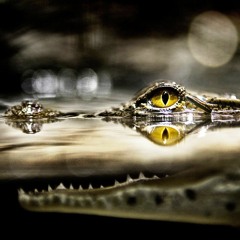 Episode 9: Trump's "Draining Swamp" Is Filling Up With Crocs