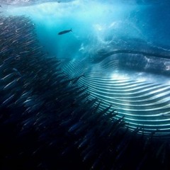 S02E05 - Ha det, og takk for all fisken