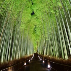 Bamboo Grove