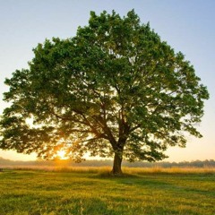 BEAT  - ARBOL (EN VENTA)